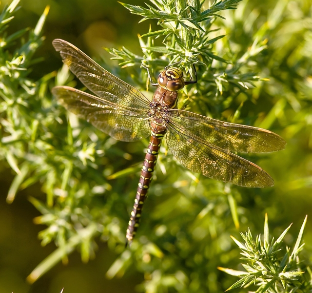 Hawker Dragonfly (Tom McDonnell)